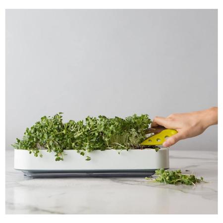 Microgreens Growing Tray